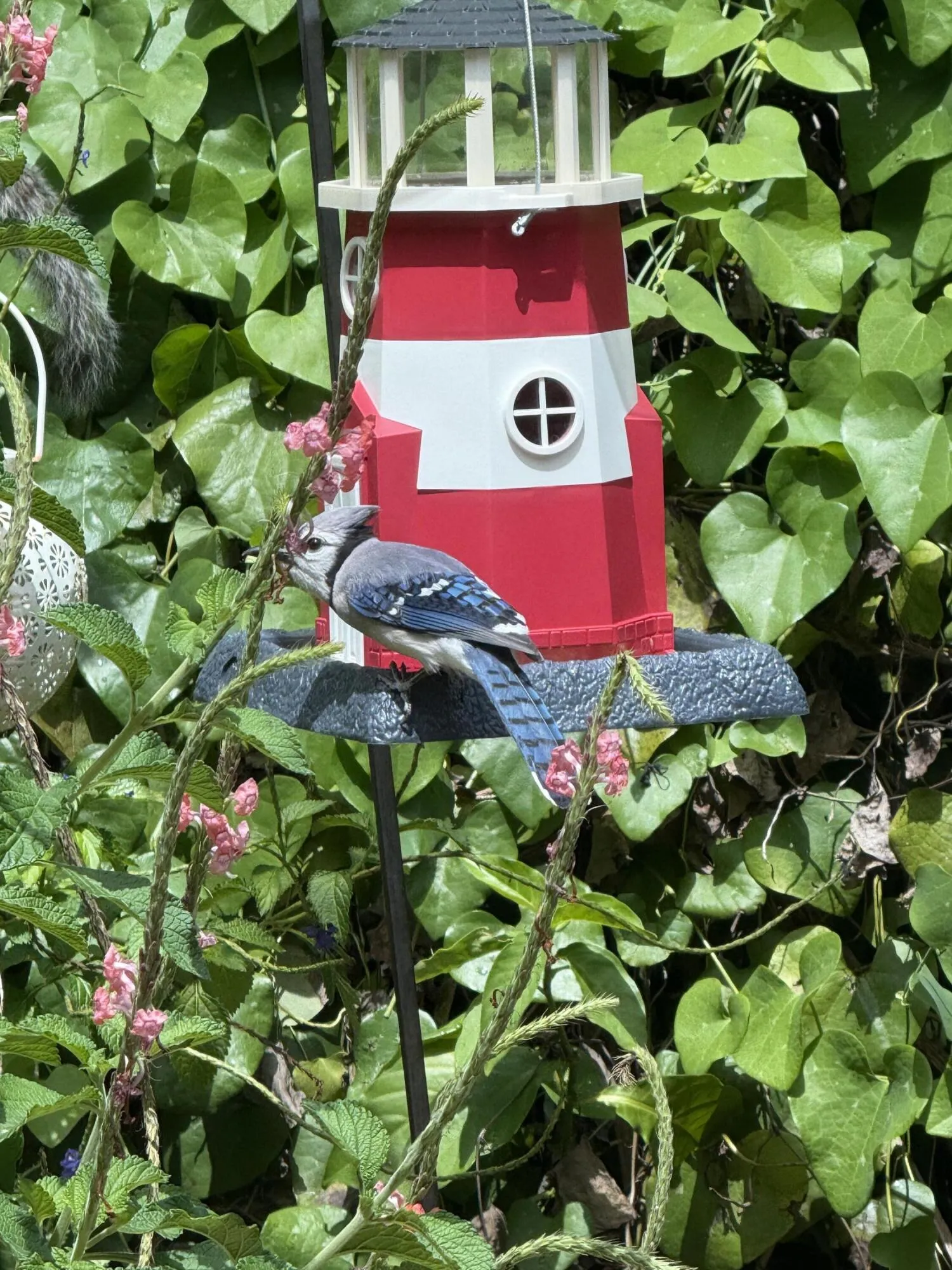 Blue Jayjpeg