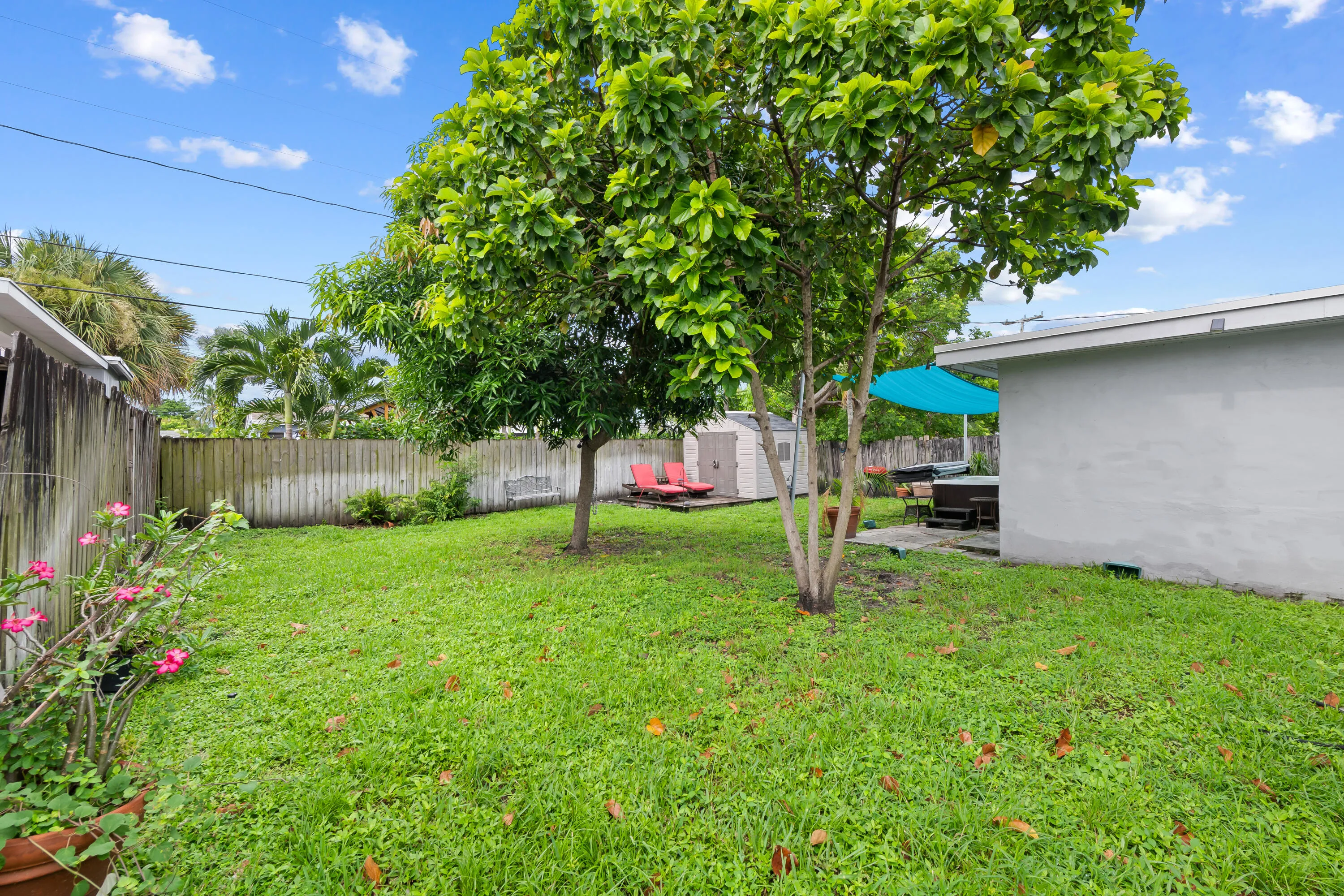 Avocado and mango tree