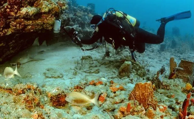 SPECTACULAR DIVING