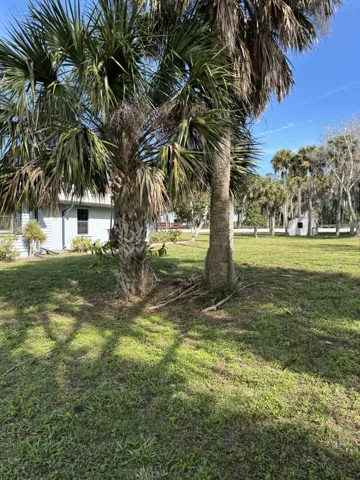Expansive green lawn with established palm trees and a partial view of a light-colored exterior wall with a window