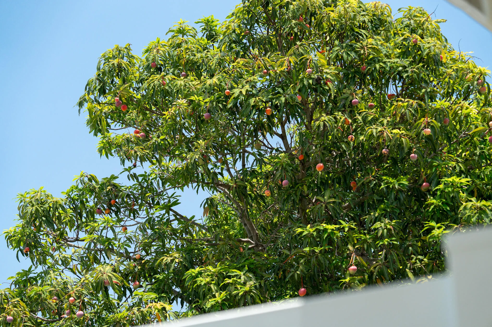 Your very own mature Mango tree!
