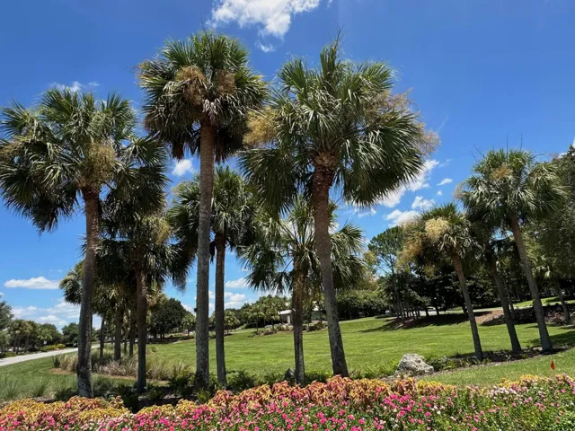 Candler Hills