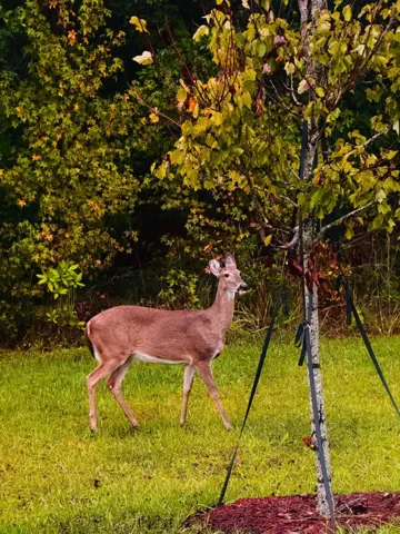 Backyard views