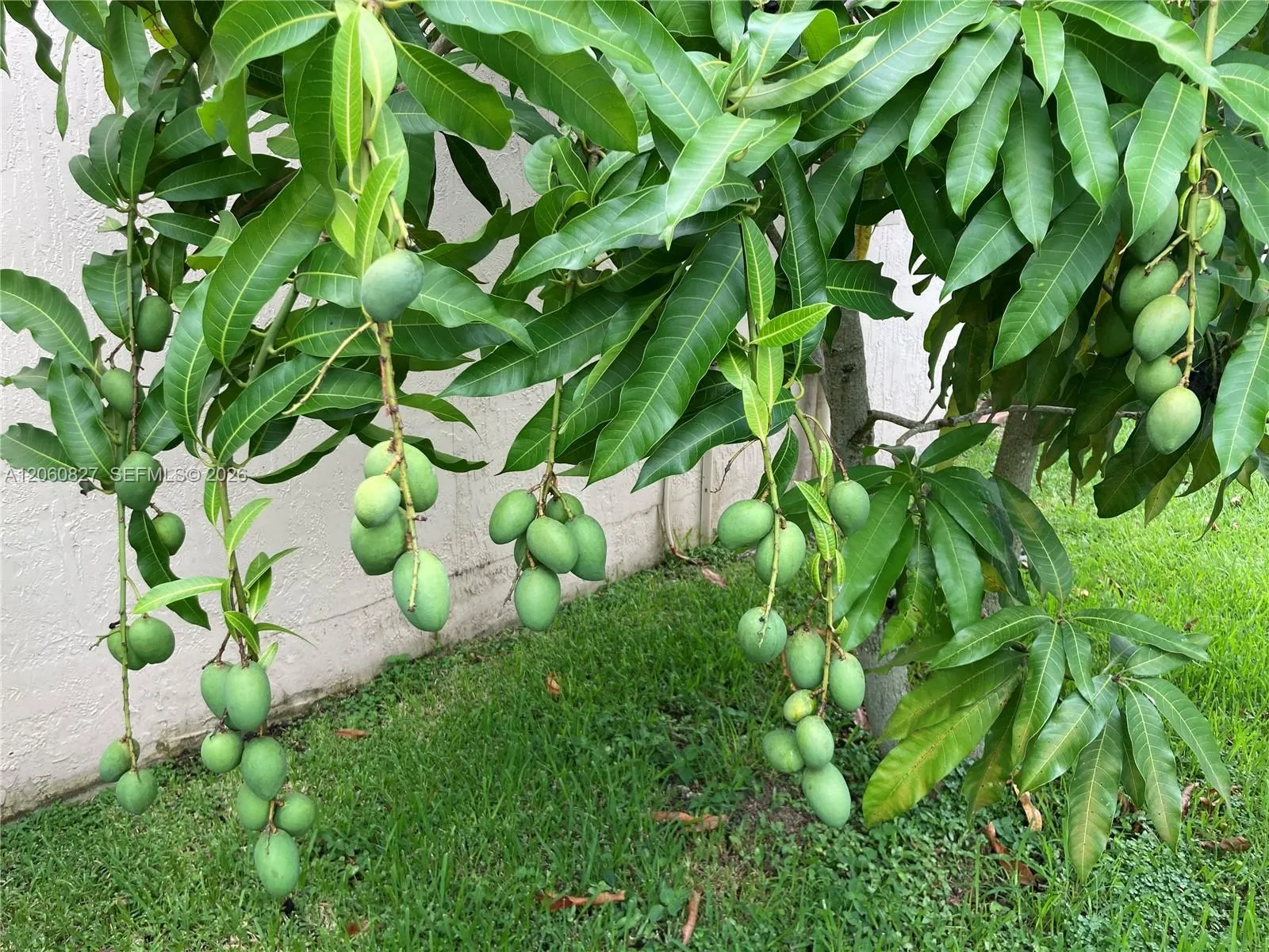 Mangoes tree