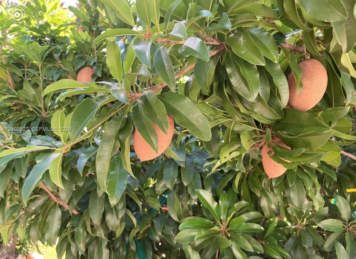 Mamey tree