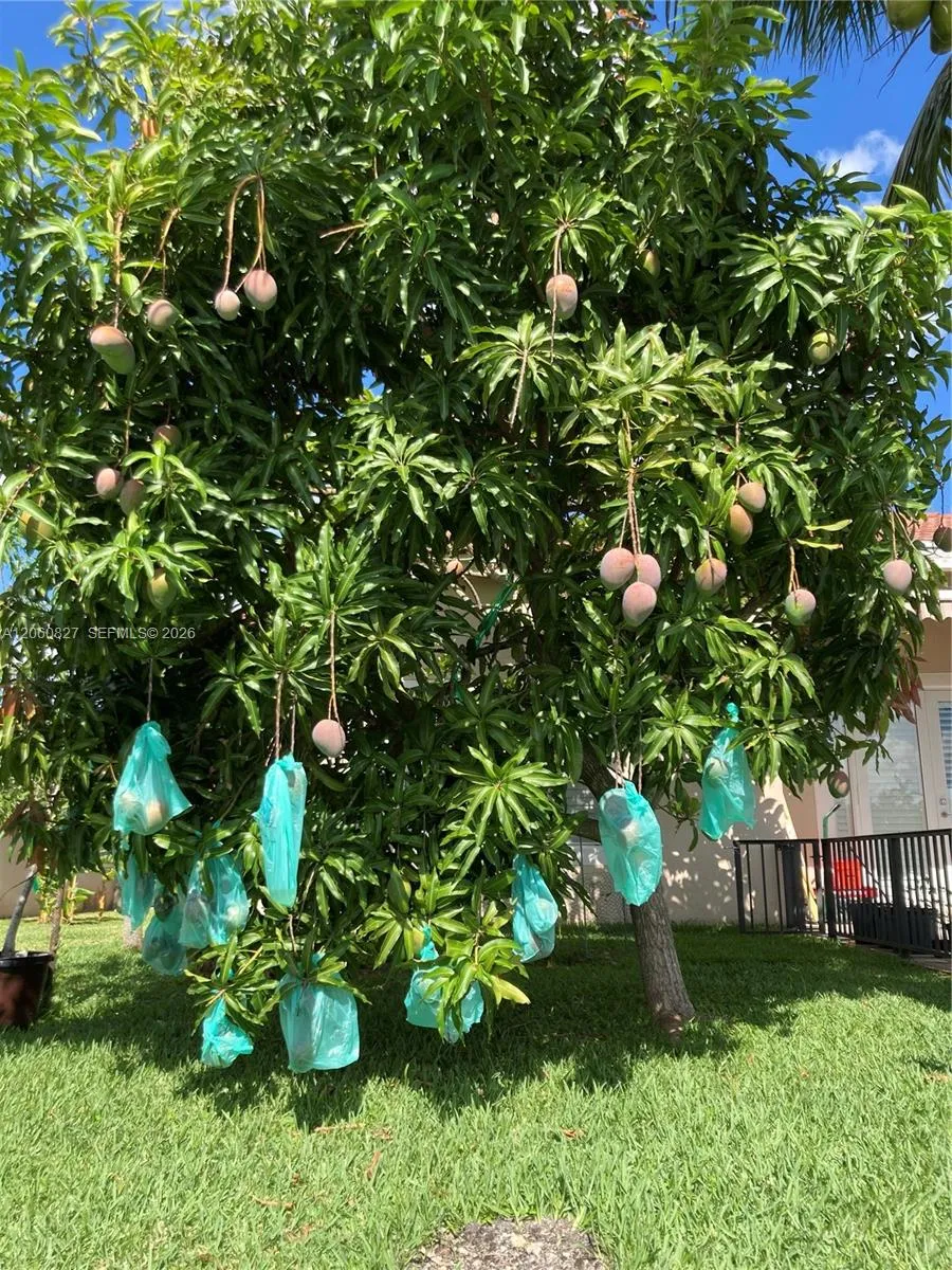 Mangoes tree