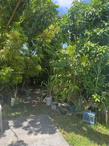 Back yard fruit trees