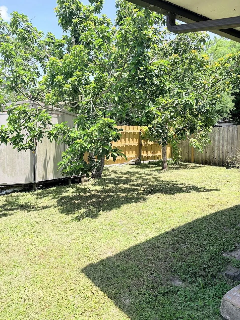 Backyard Avocado Trees