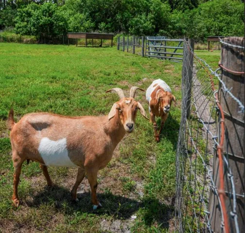 Goats
