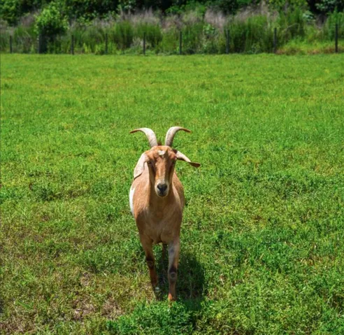 Goat