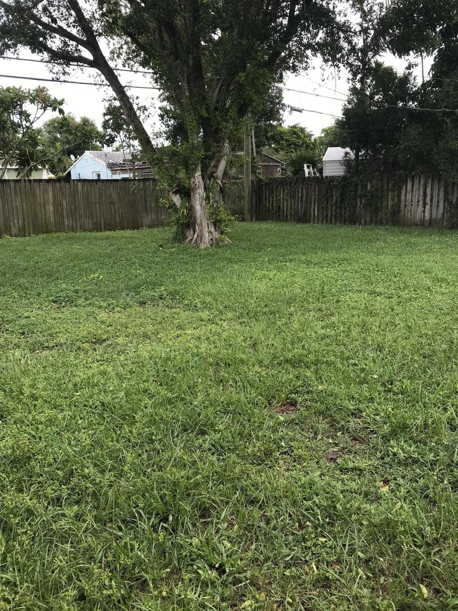 Back Yard