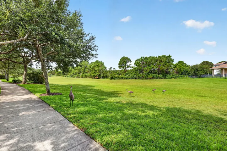 Park/Playground with Sandhill Cranes