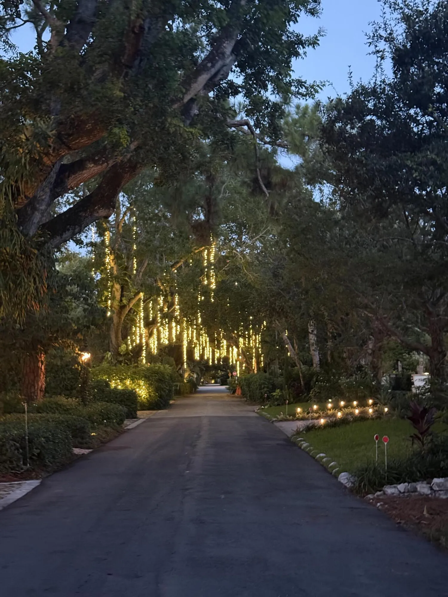 Tree Lined Street