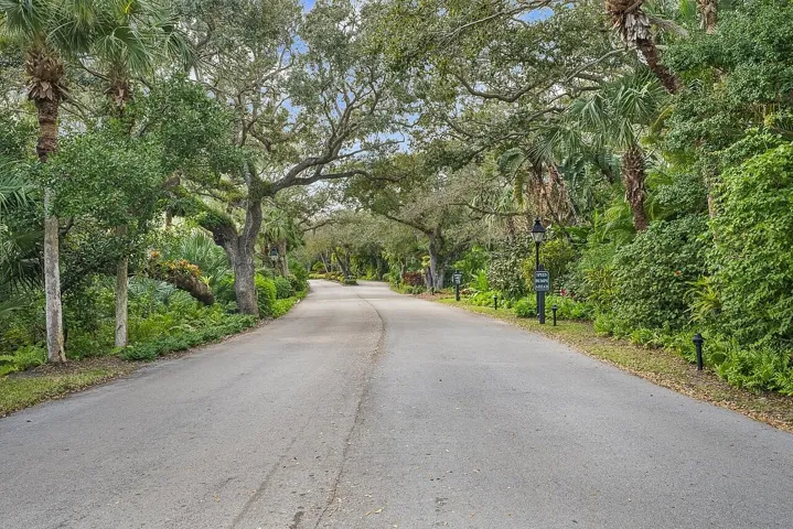 MATURE OLD FLORIDA CANOPIED ROADS