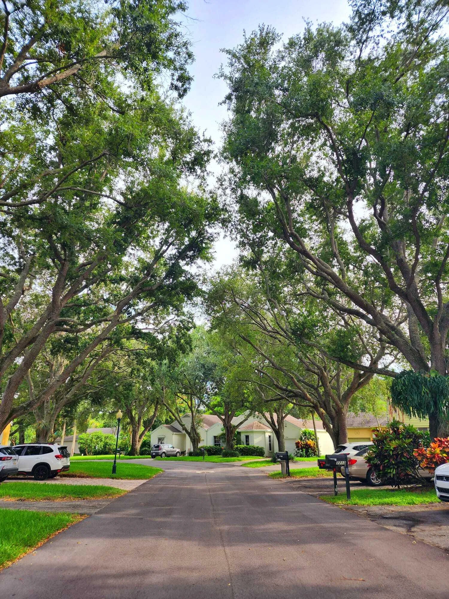 Our beautiful street.