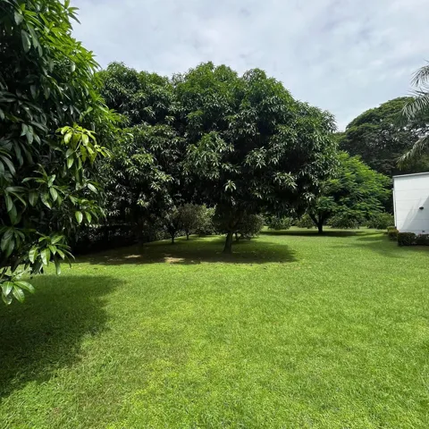 Expansive green lawn framed by mature trees, including a prominent central tree with dense foliage. Orange, tangerine, lemon, soursop, and mango fruit trees, which bring freshness and a connection to the earth.