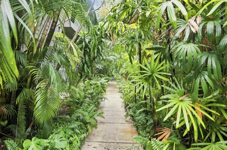 Path through lush tropical foliage