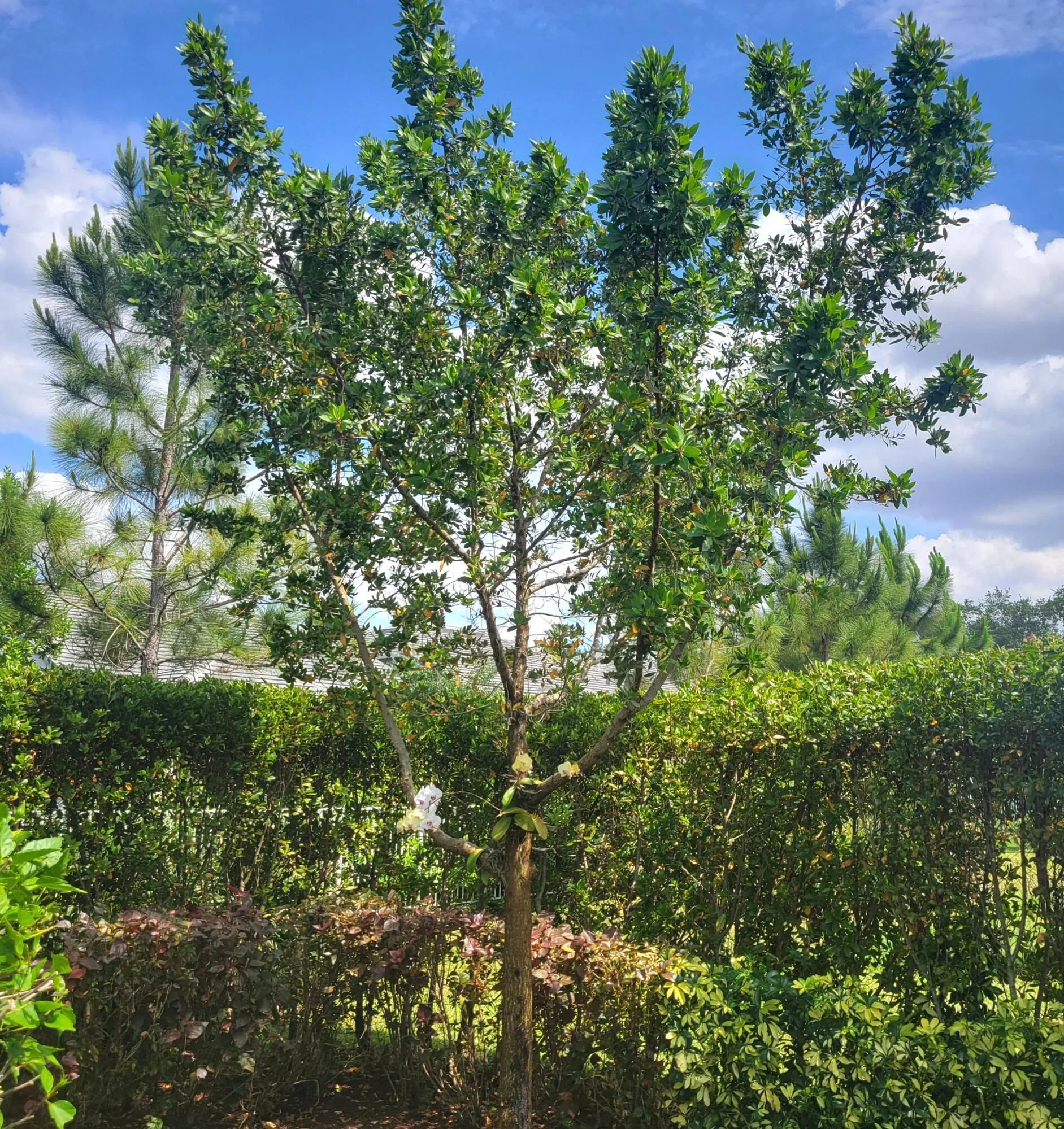 SHADE BLOOMING TREES