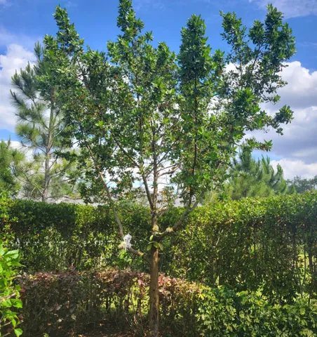 SHADE BLOOMING TREES