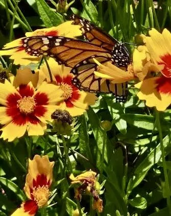 Butterfly Park