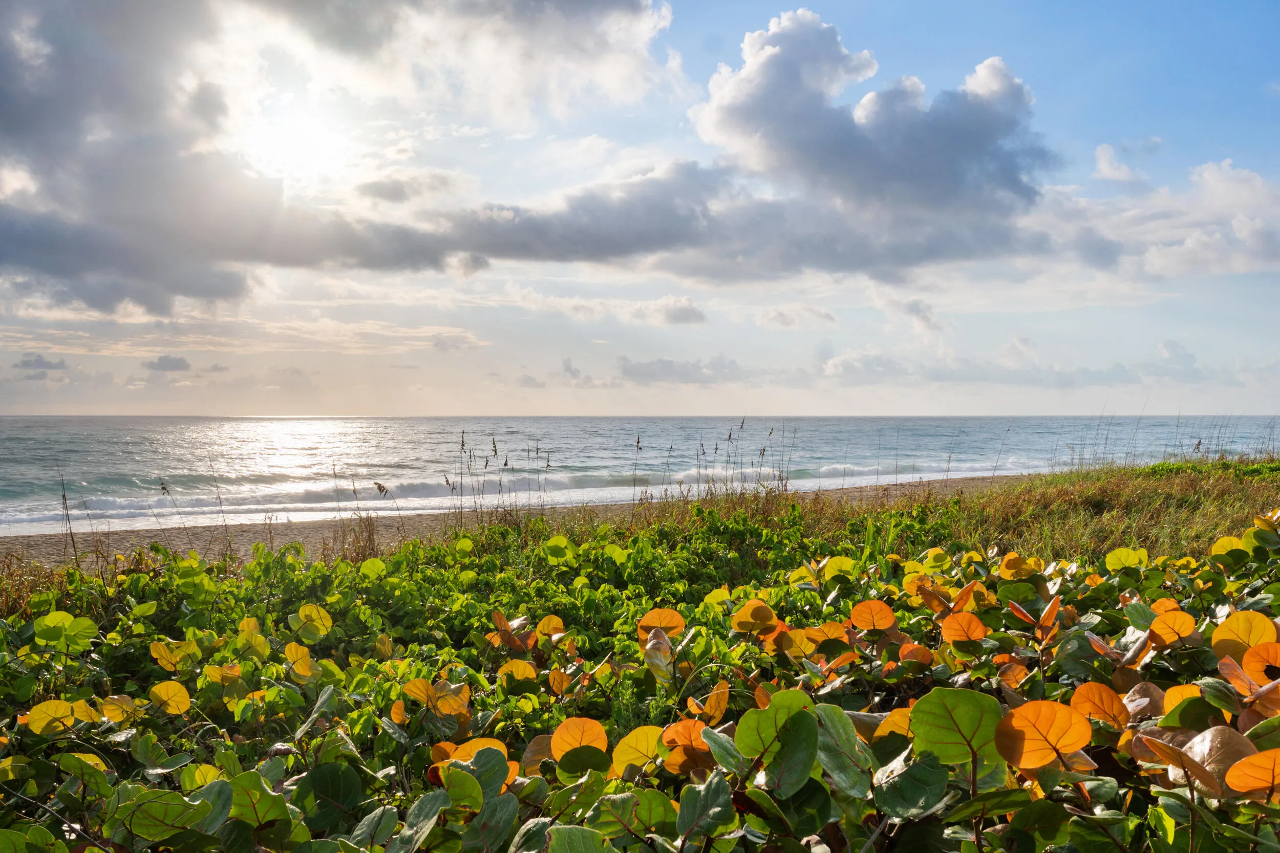 37_pb stock - beach, ocean, seagrapes
