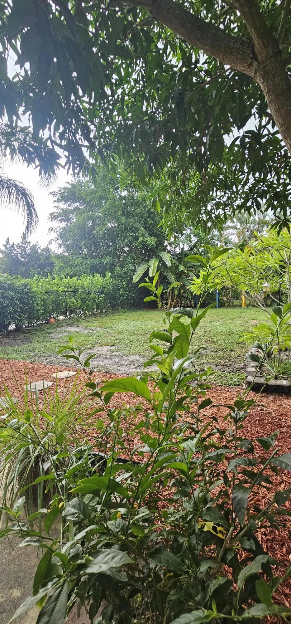 back yard