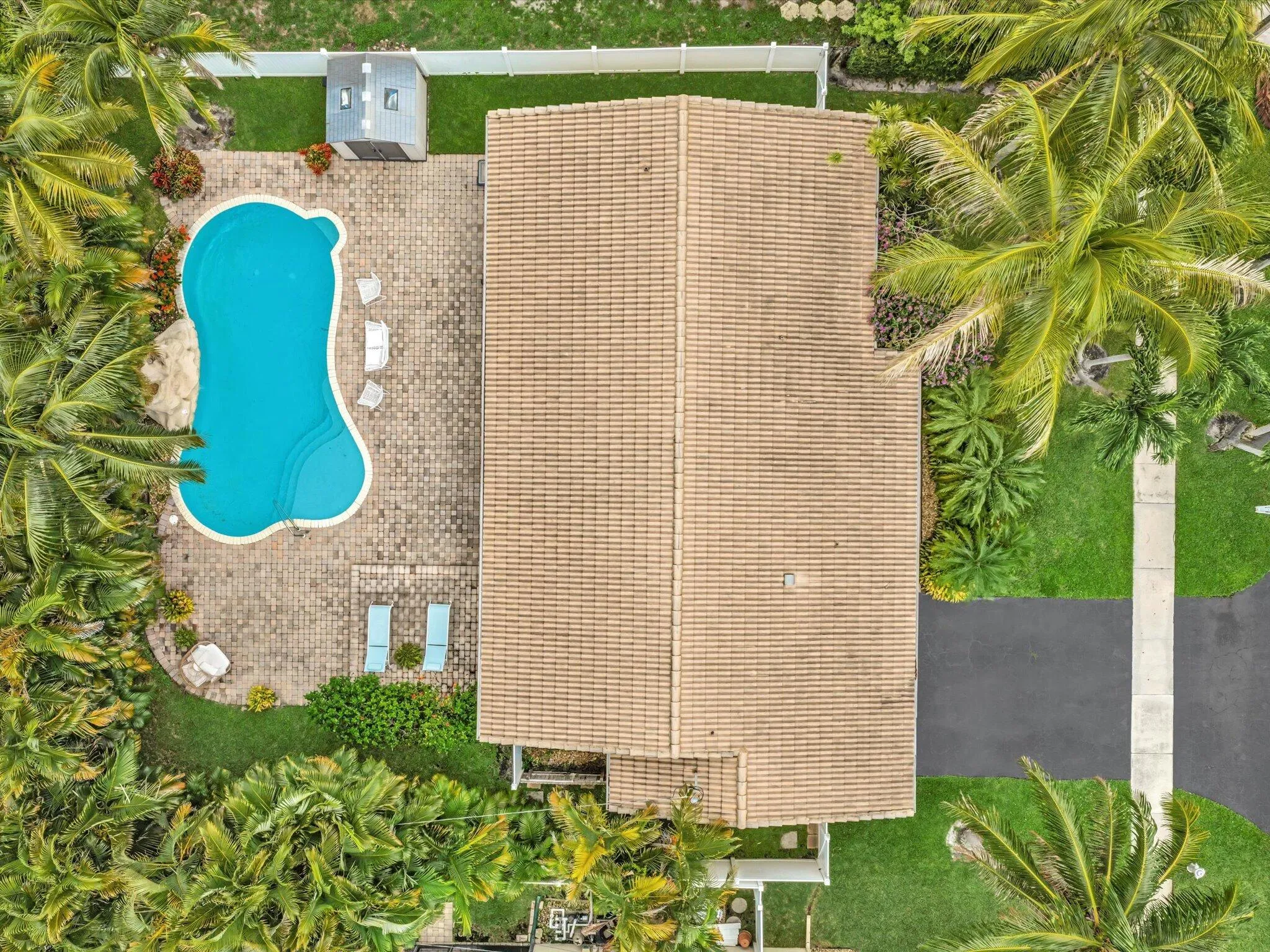 Freeform swimming pool with steps, paver patio, mature palm trees, shingle roofing, and a paved driveway
