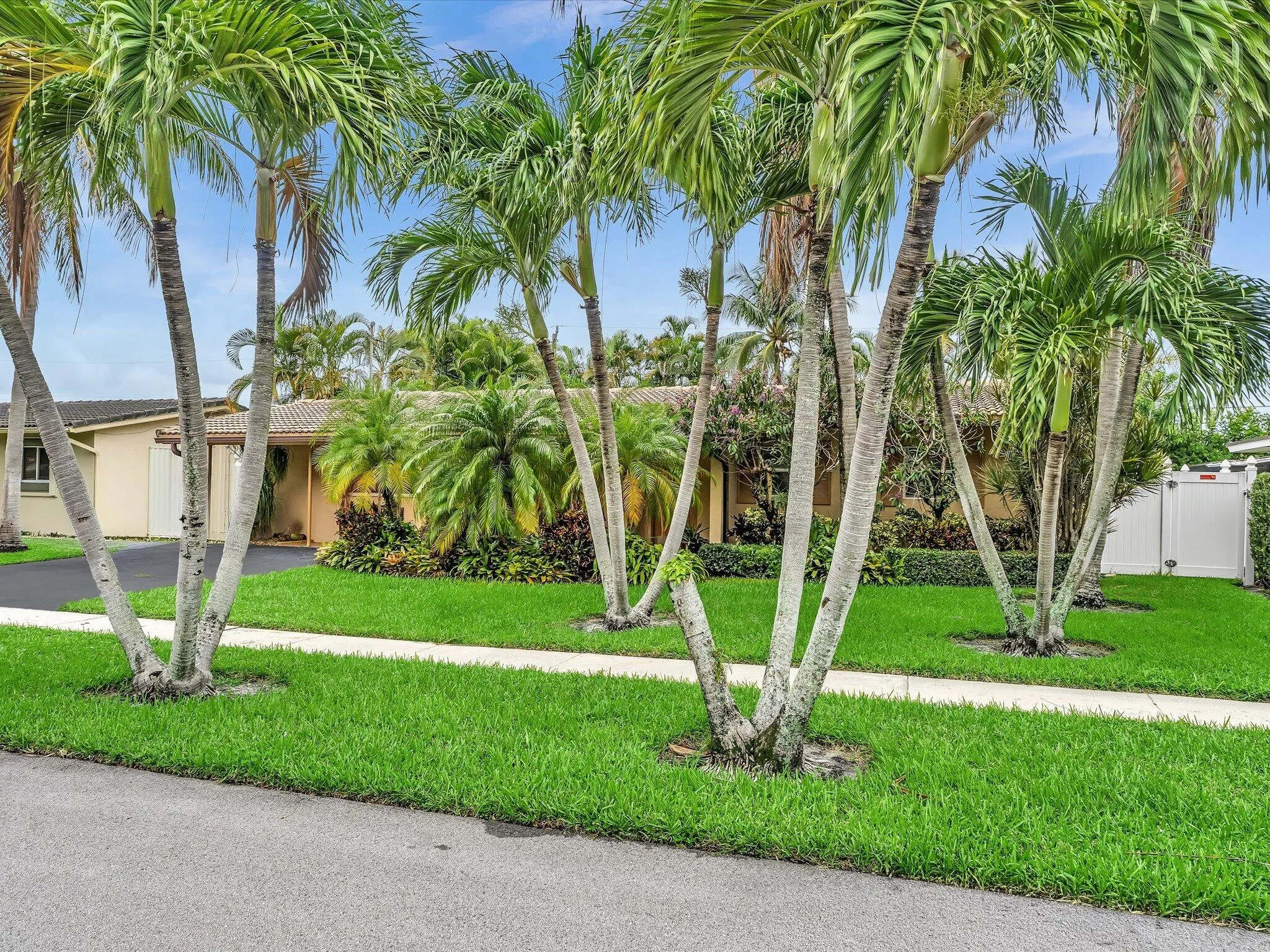 Manicured lawn with mature palm trees, a paved driveway, and a white privacy fence