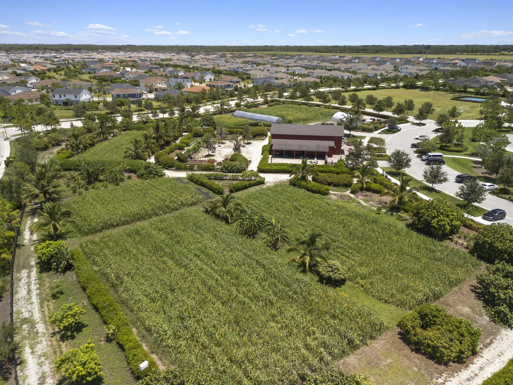 Expansive farm green fields with cultivated rows