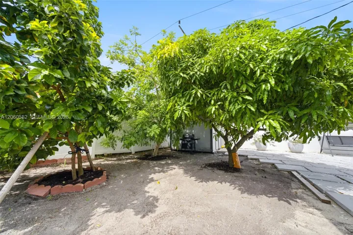 Backyard with trees. Tree on right is Mango. Tree on left is Avocado. The tree in the middle is Mexican Plum (Ciruela) .