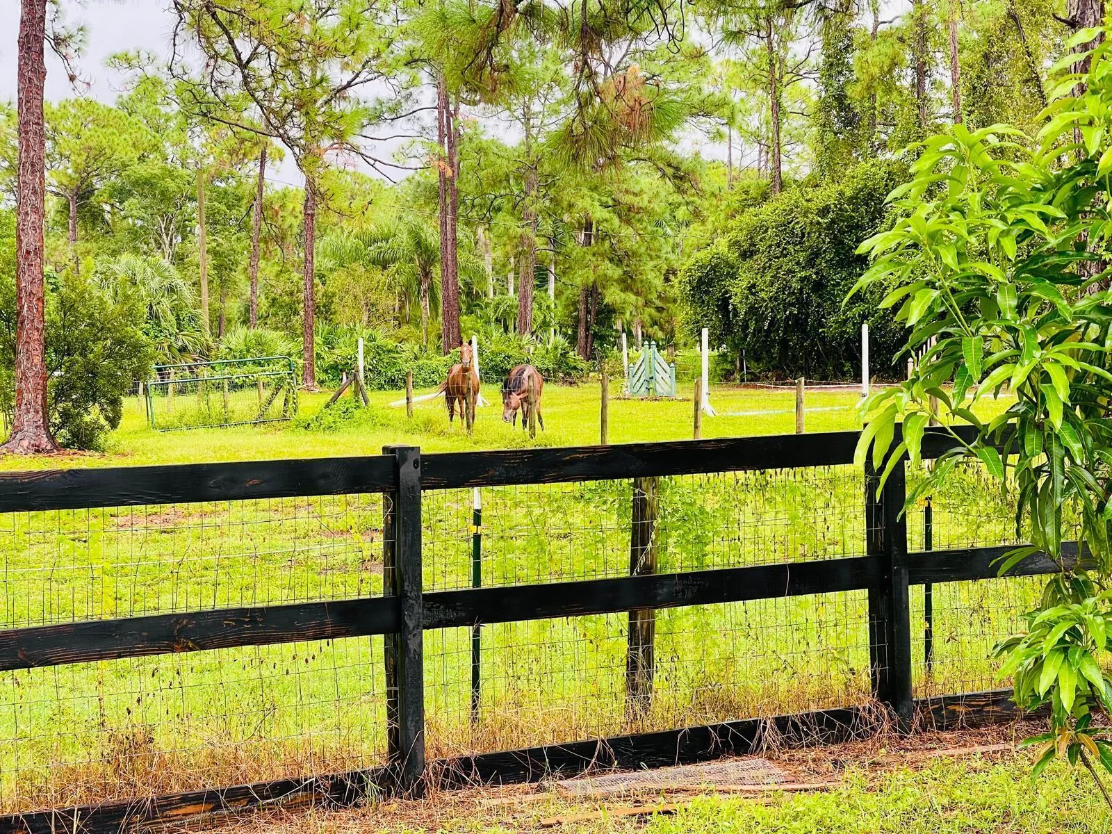 Loxahatchee- 81