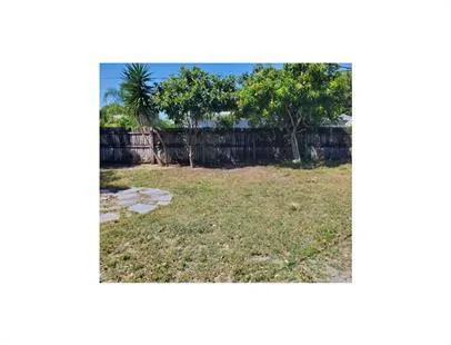 Mango tree in back yard
