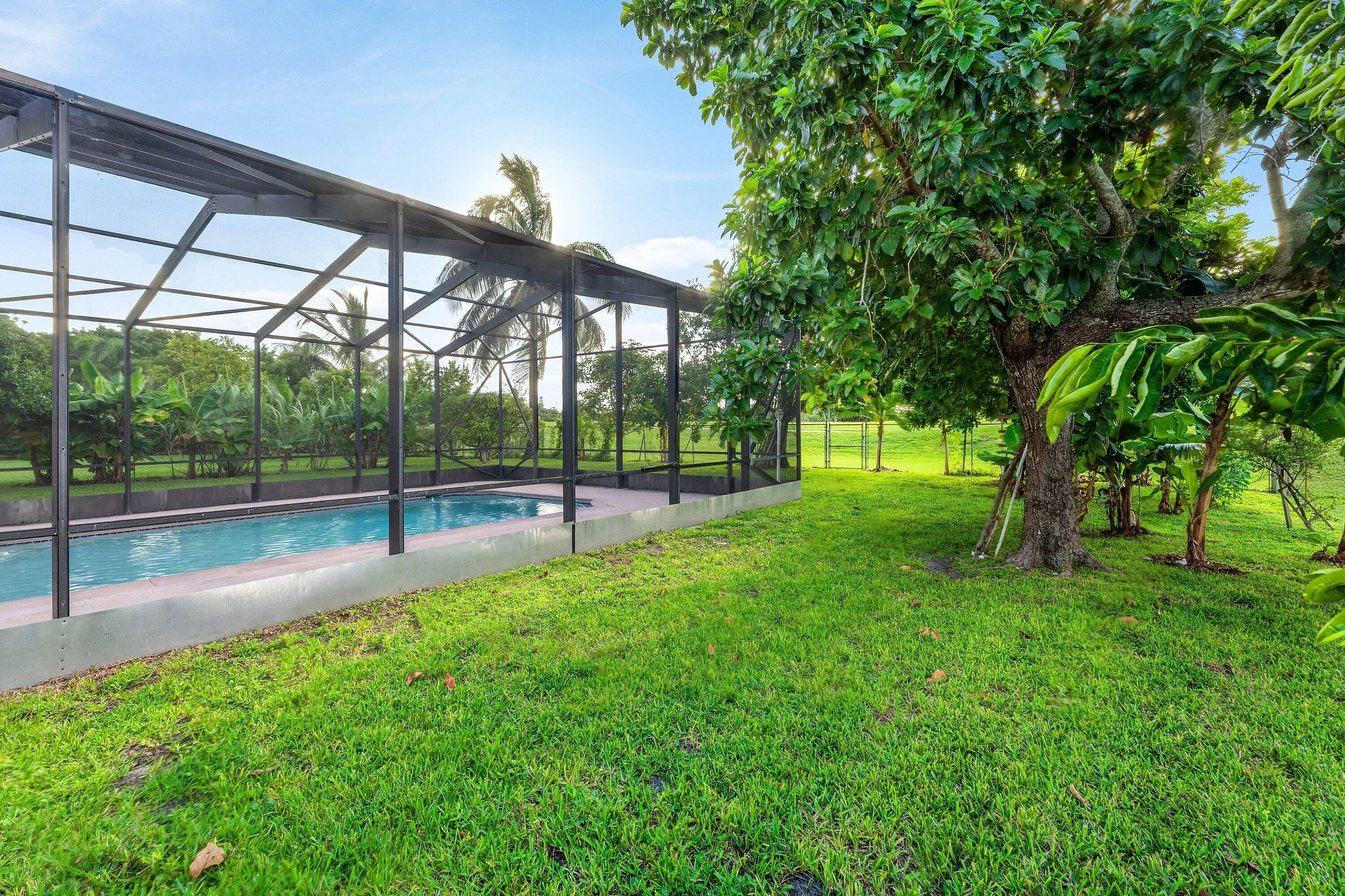 Several Tropical Fruit Trees