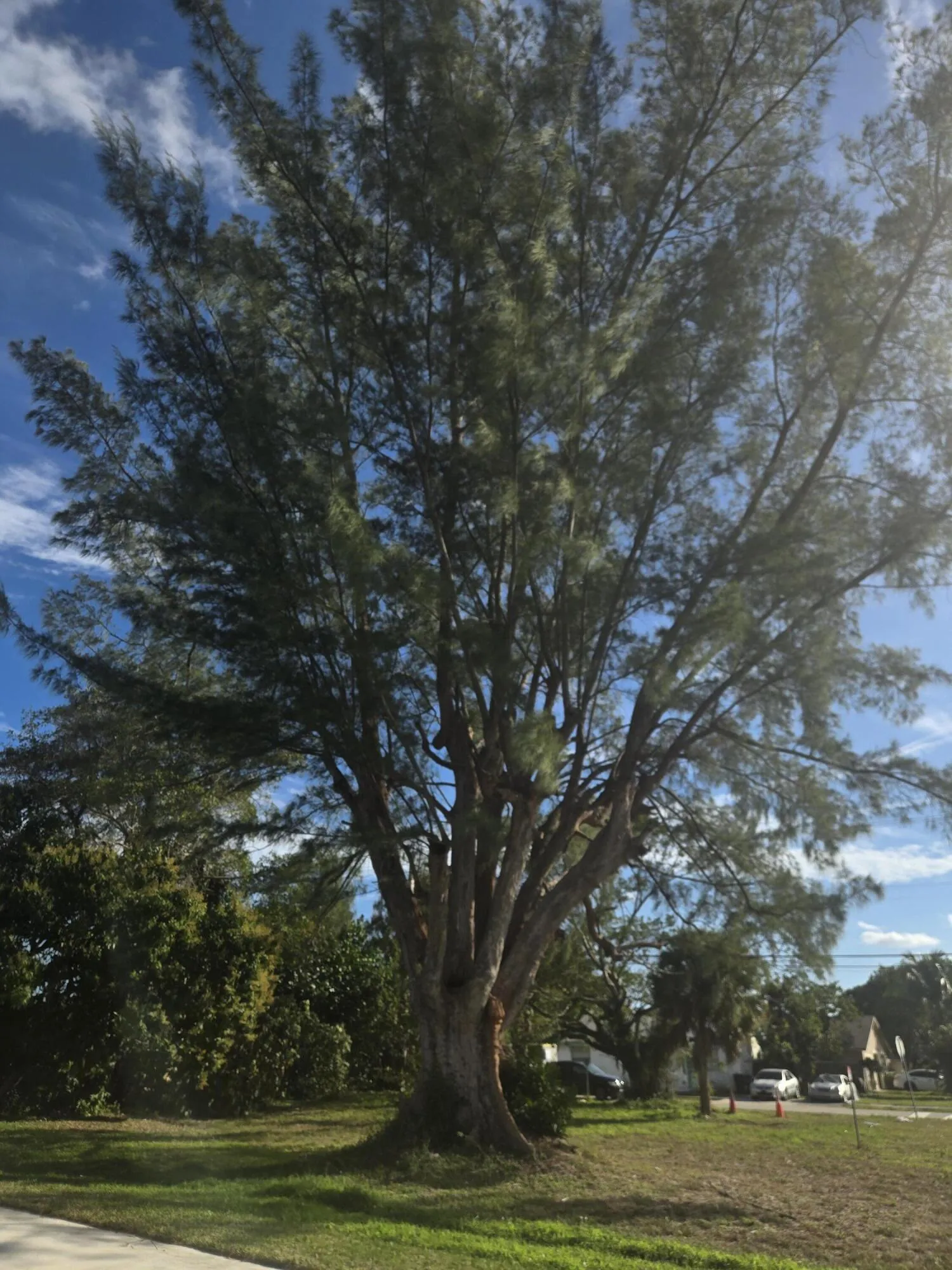 Beautiful trees