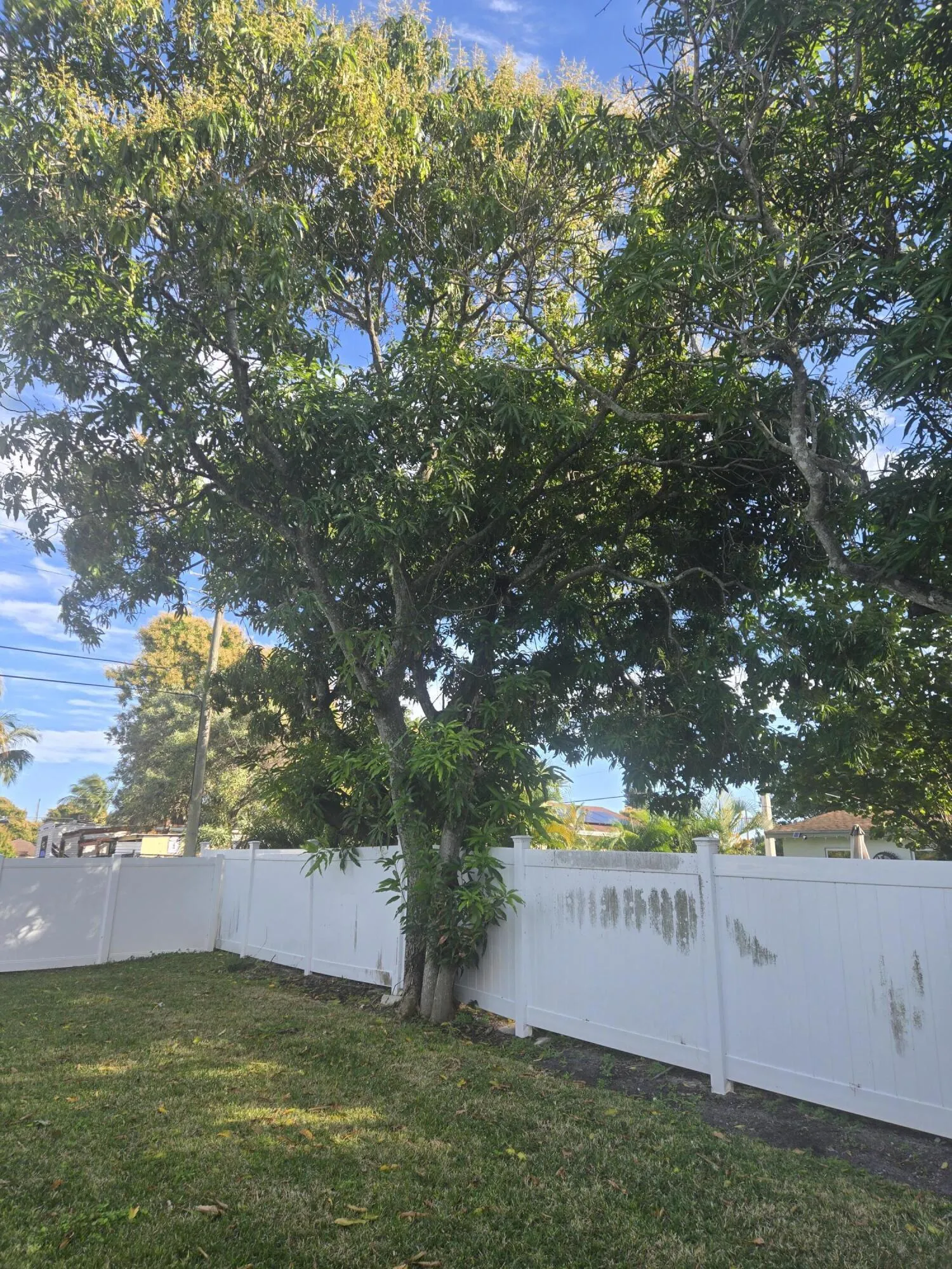 More trees