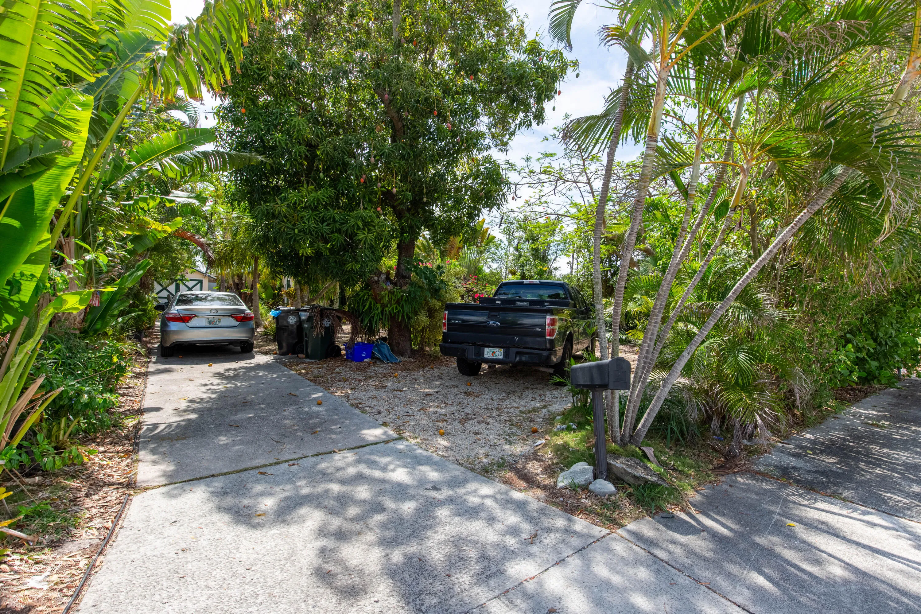lots oF parking , under the mango tree 2 cars
