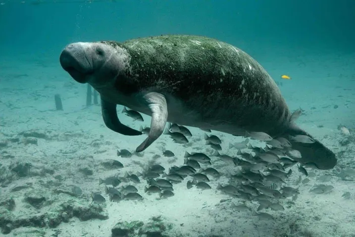 manatee-387195_1920