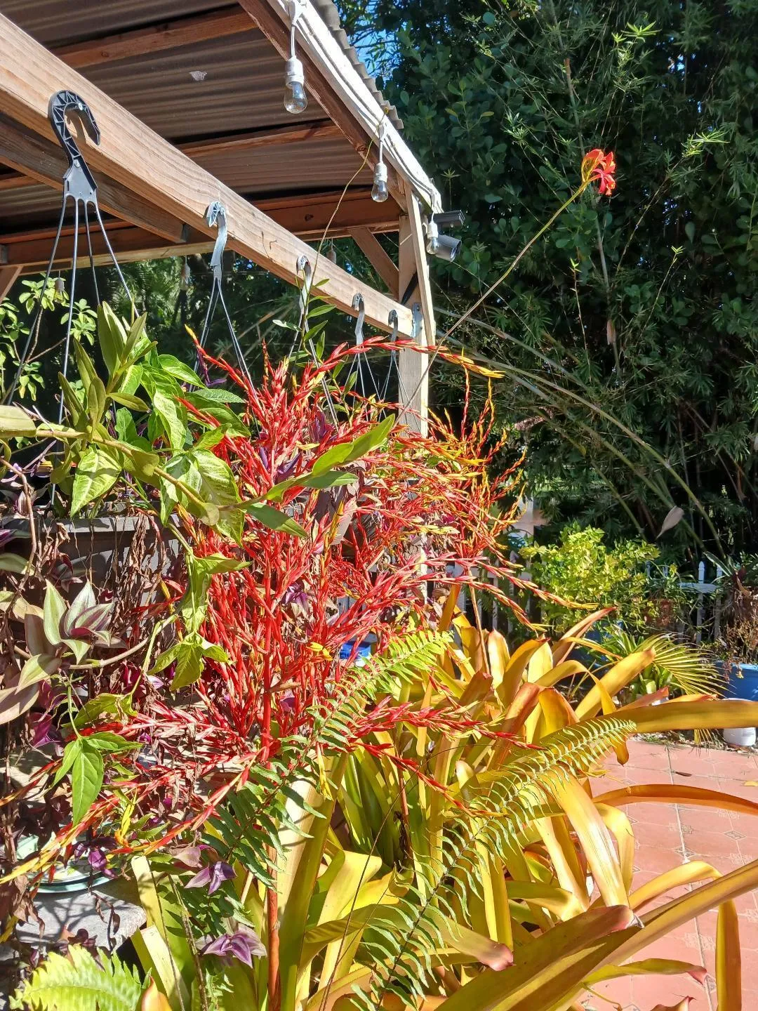 BACK YARD 5