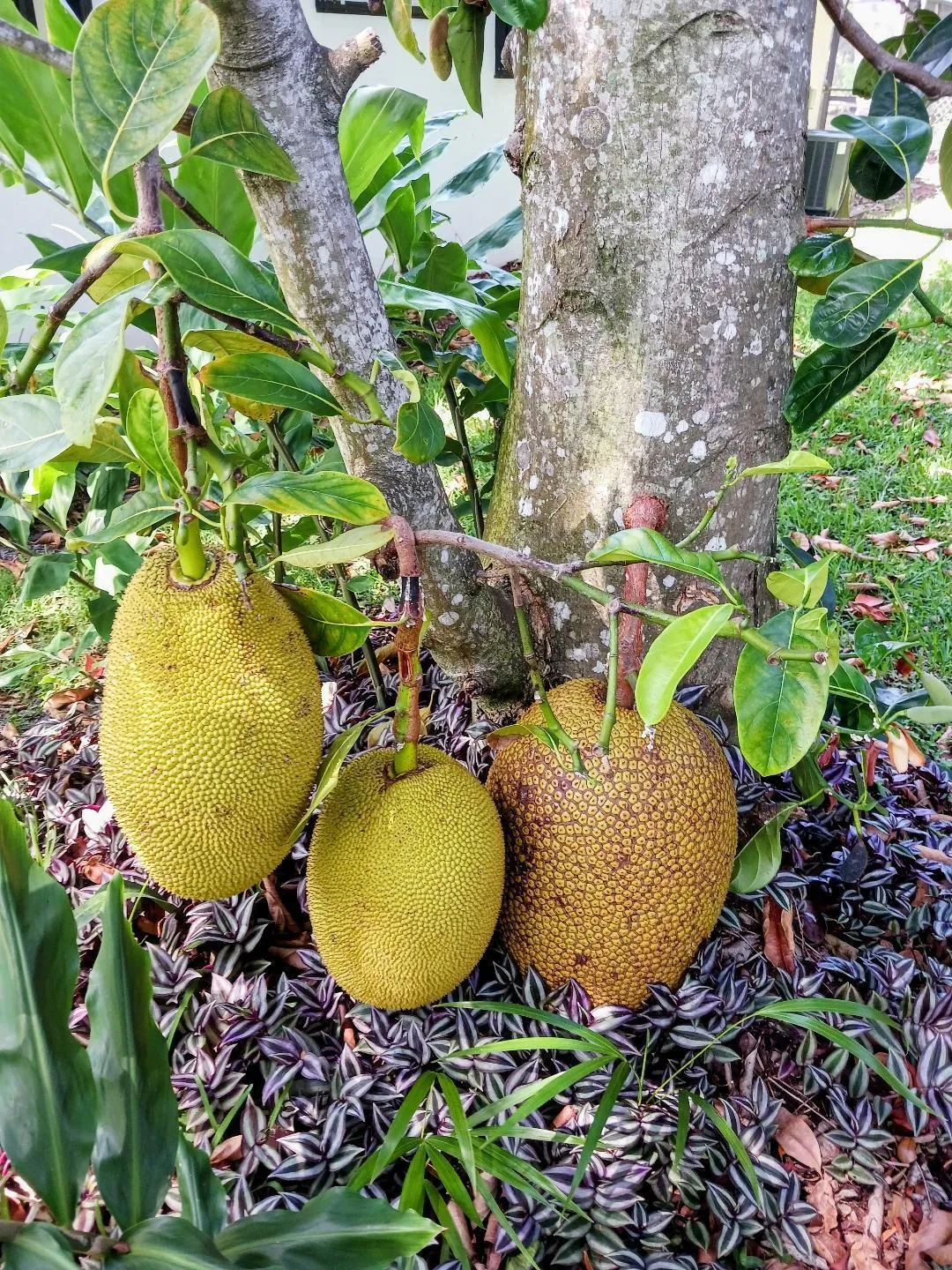 LARRY JACKFRUIT 2