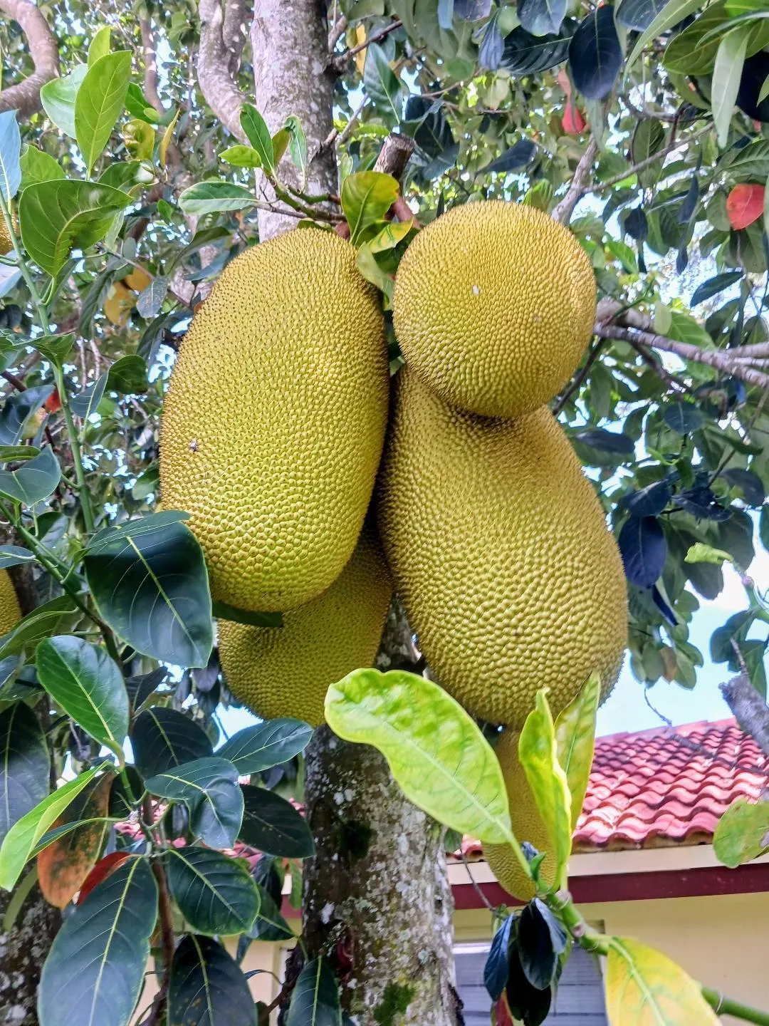 LARRY JACK FRUIT 1