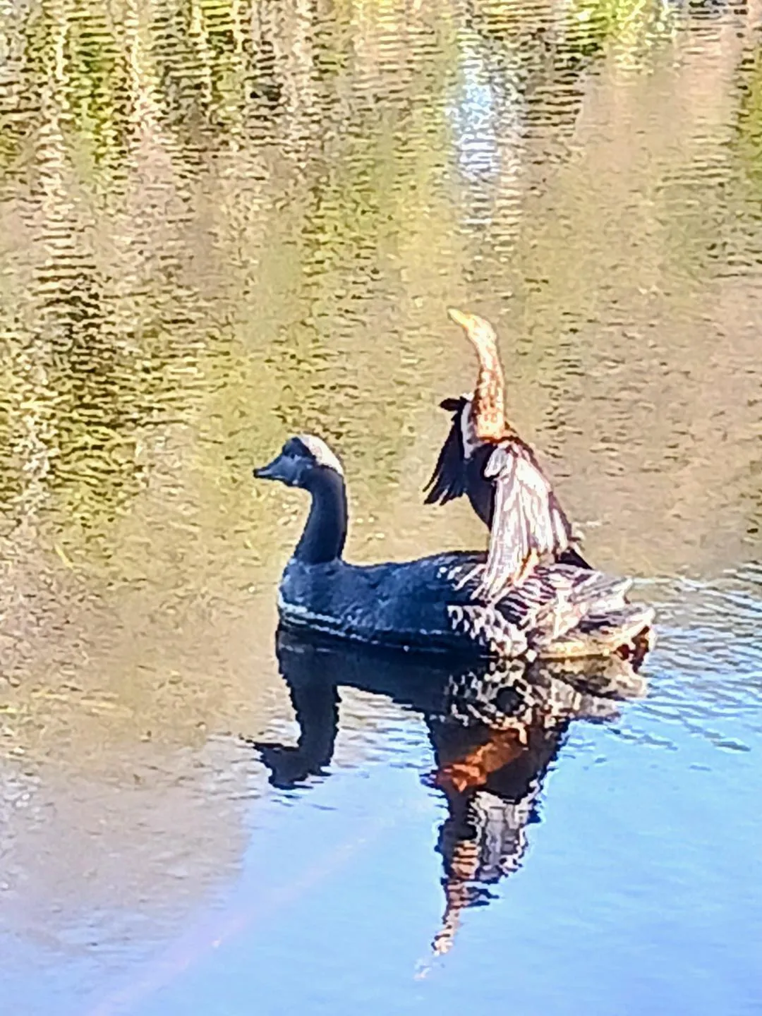 BACK YARD DUCK