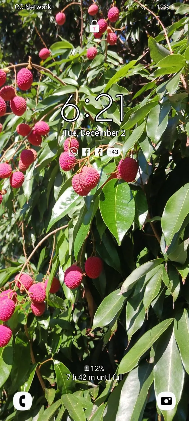 LYCHEE 4