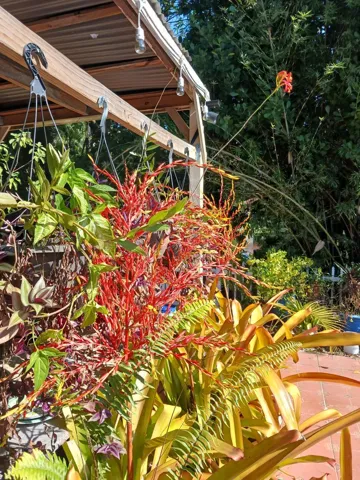BACK YARD 5