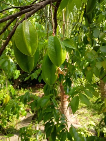 STAR FRUIT FOR YOU