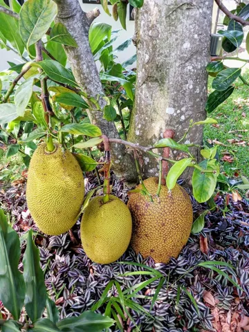 LARRY JACKFRUIT 2