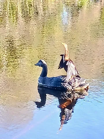 BACK YARD DUCK