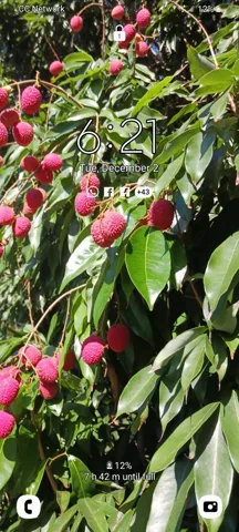 LYCHEE 4