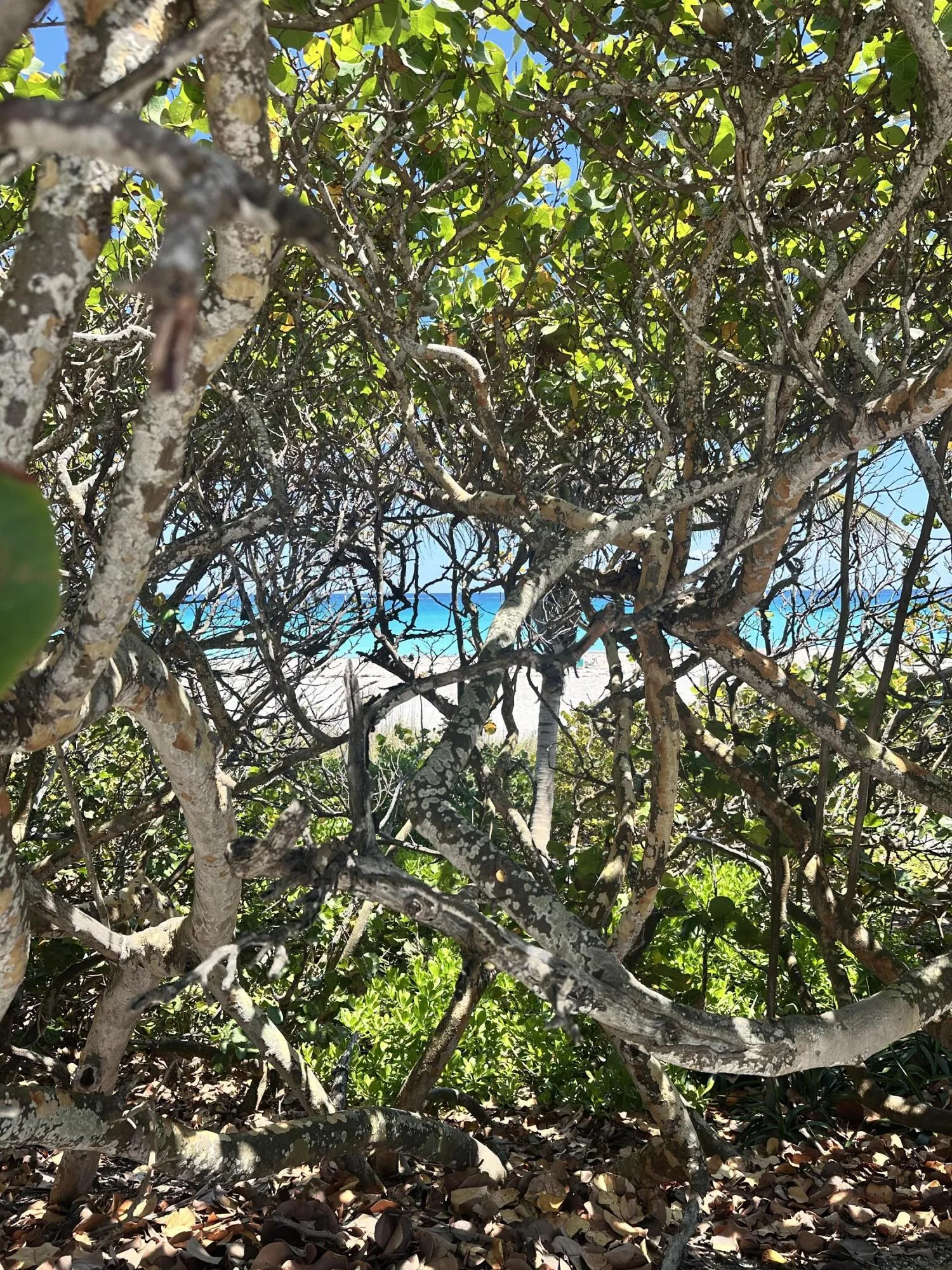 IMG_3707