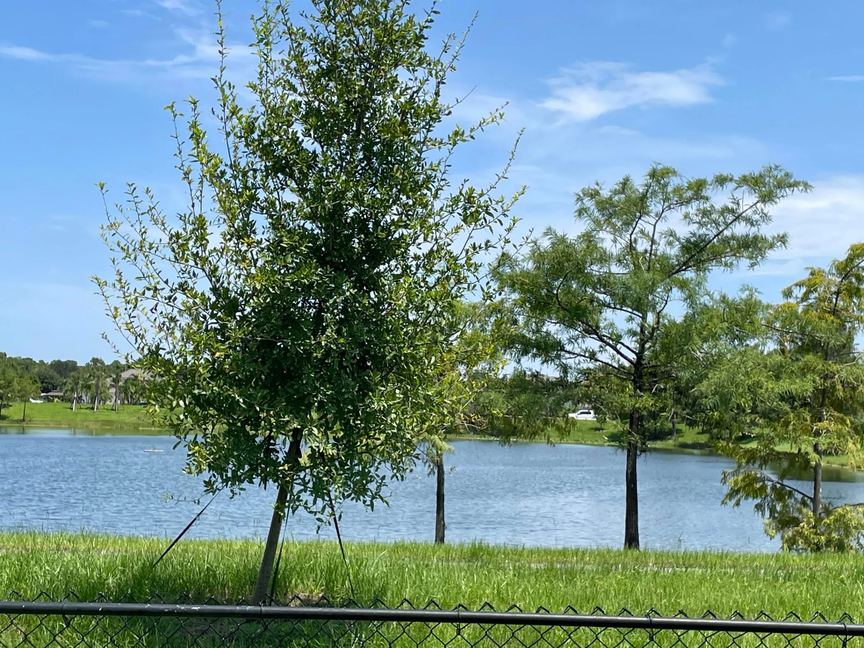 Lake View