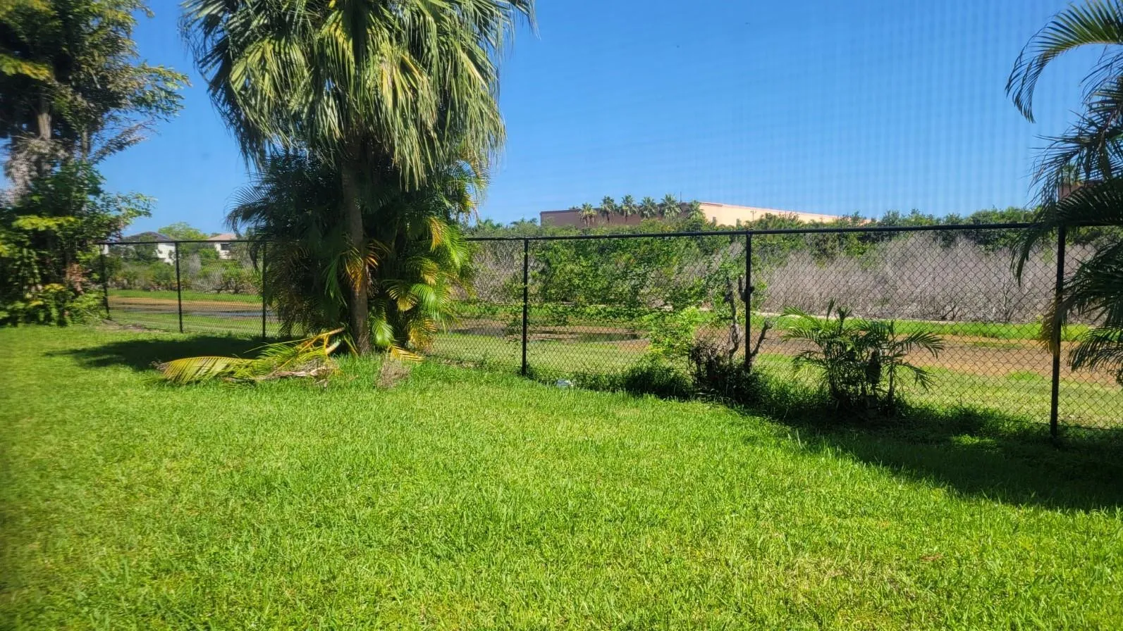 View from the back yard
